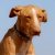Honden