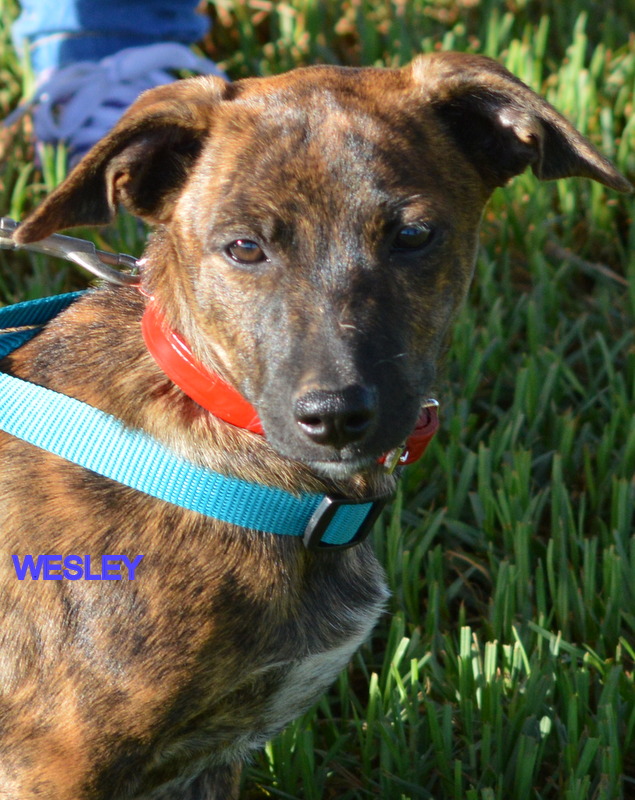 WESLEY-002