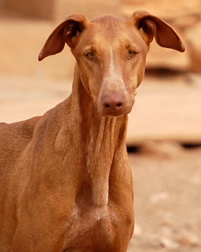 dingo-1