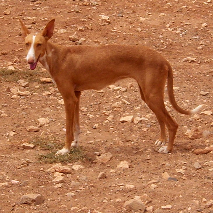 podenca CARAMEL:: caramel