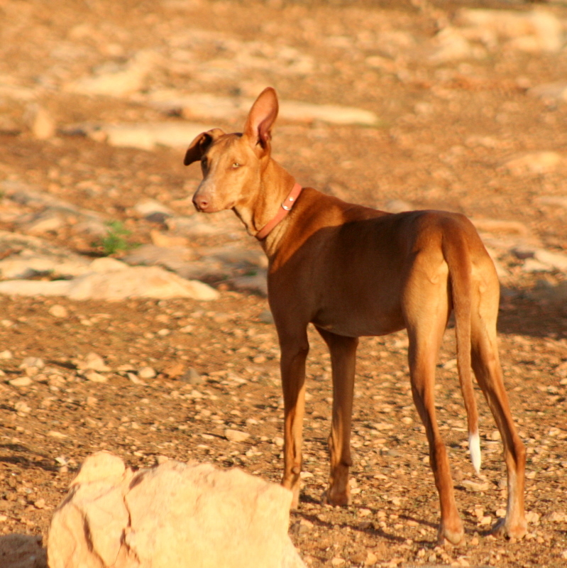 podenco DINGO - uit de Fuertedogs roedel:: dingo