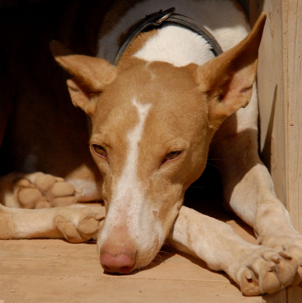 podenco FOLEY - uit de Fuertedogs roedel:: foley-b