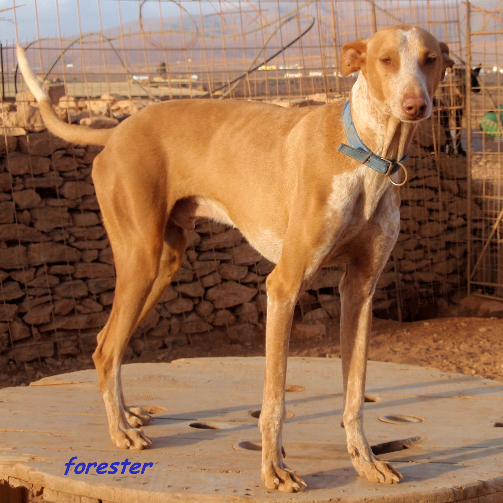 podenco Forester:: forester-