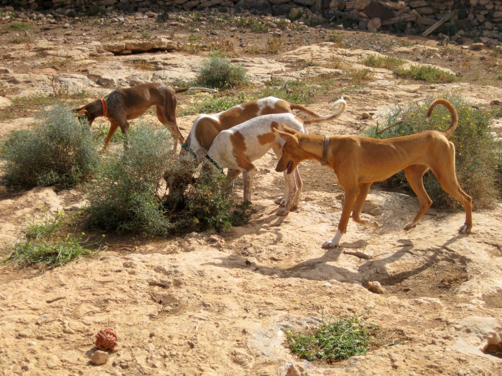 podenco's Mokka, Zil, Nash & Kai op jacht naar hagedisjes:: jachtinstinct