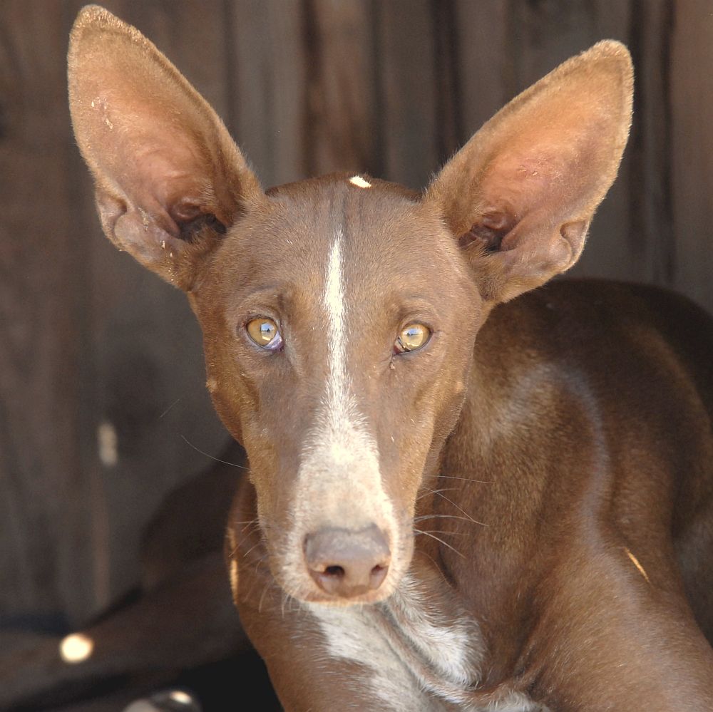 podenca LATA - uit de Fuertedogs roedel:: lata