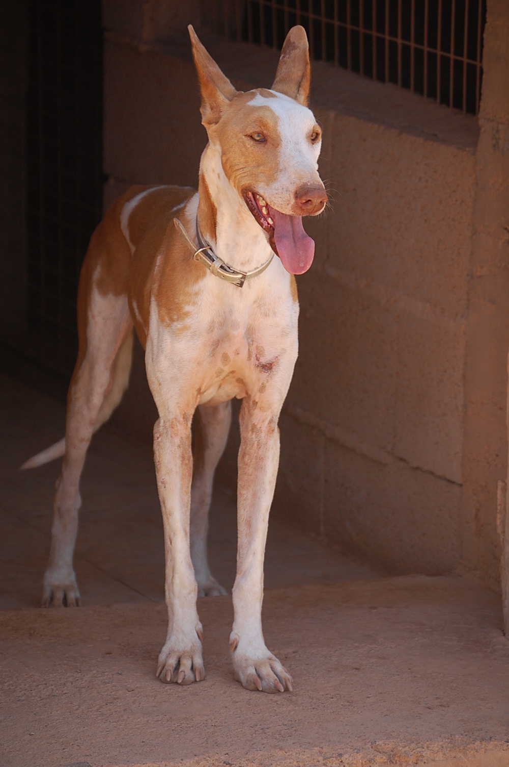 podenco LINEX - uit de Fuertedogs roedel:: linex