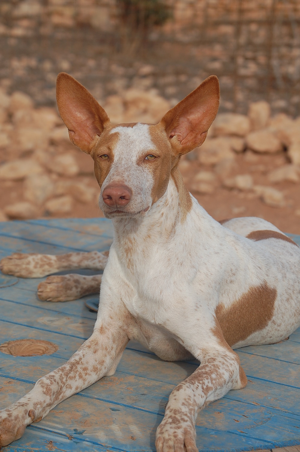 podenco NASH - uit de Fuertedogs roedel:: nash-9