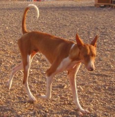 podenco-y