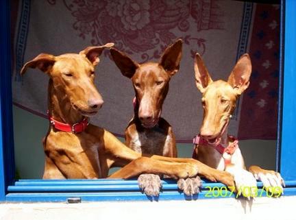 podenco's LUUK, MORRO & TIKKA - uit Elke's roedel 2007:: podenco drietal