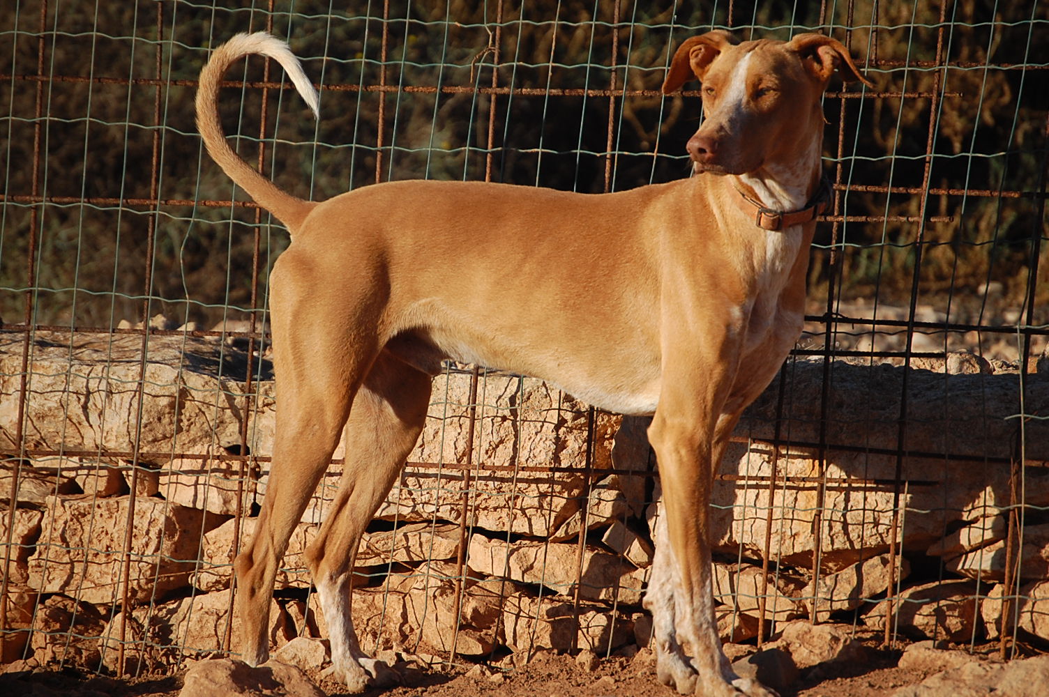 podenco RINGO - uit de Fuertedogs roedel:: ringo-3