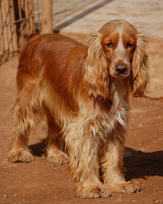 LIEKE--8