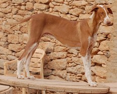dillan-