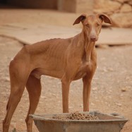 dingo-xx