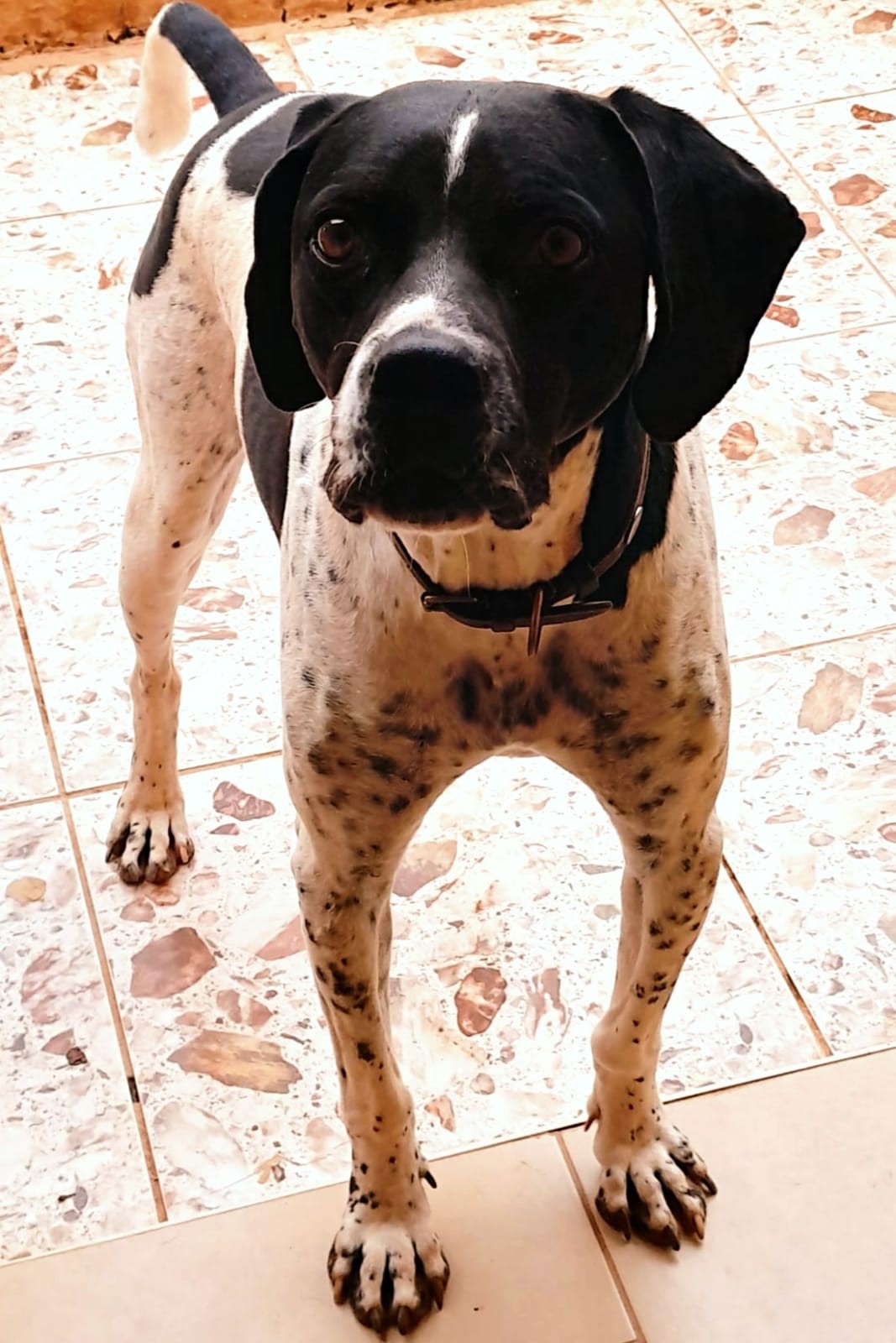 bob