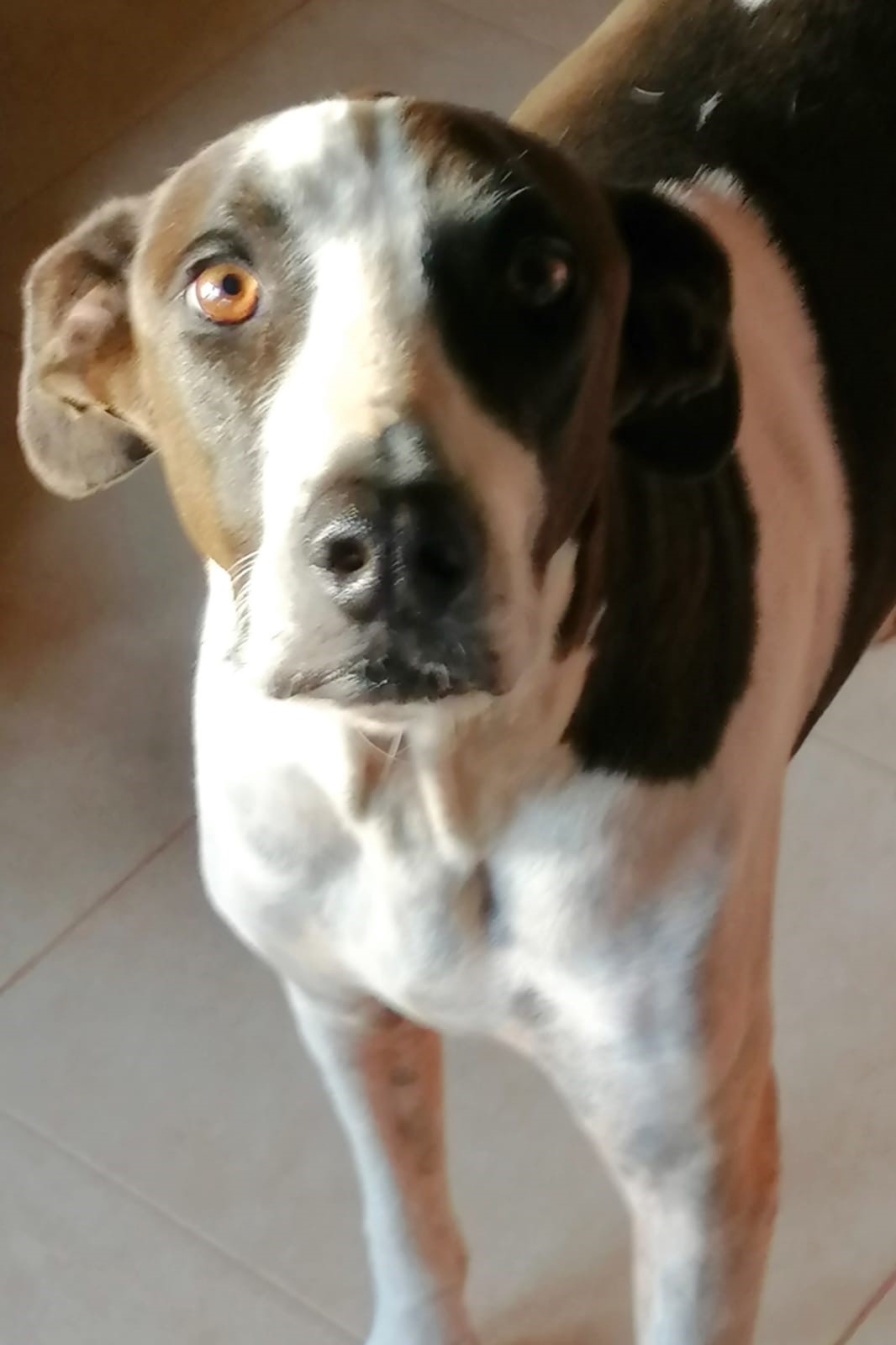 topper