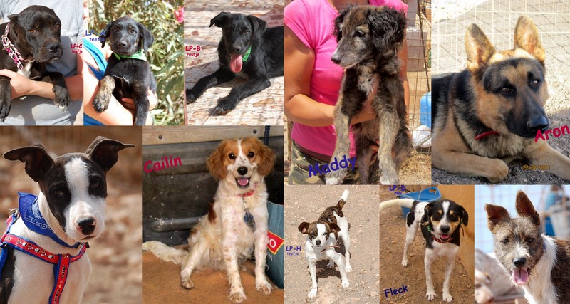 tj-dogs-4