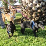 image2533-10-2151